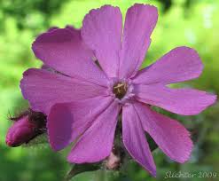 Attēlu rezultāti vaicājumam “Silene dioica leaf”