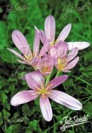Attēlu rezultāti vaicājumam “Colchicum autumnale flower”