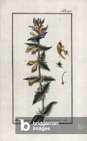 Attēlu rezultāti vaicājumam “Melampyrum nemorosum”