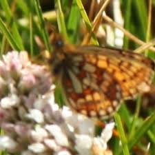 Attēlu rezultāti vaicājumam “Boloria eunomia”