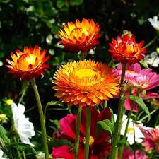 Image result for Helichrysum lindleyii