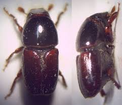 Attēlu rezultāti vaicājumam “Scolytus ratzeburgi”