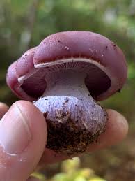 Attēlu rezultāti vaicājumam “Pyrola rotundifolia fruit”