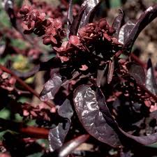 Image result for Atriplex hortensis