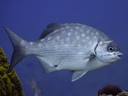 Image result for Kyphosus