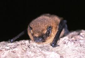 Attēlu rezultāti vaicājumam “Pipistrellus pygmaeus”
