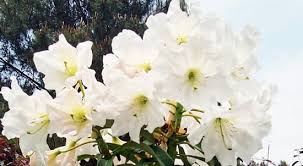 Attēlu rezultāti vaicājumam “Rhododendron sichotense flower”