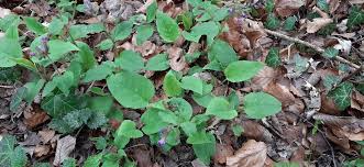 Attēlu rezultāti vaicājumam “Pulmonaria obscura leaf”