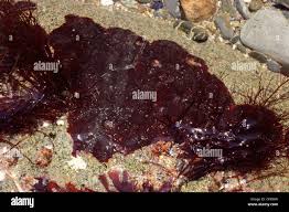 Attēlu rezultāti vaicājumam “Hildenbrandia rivularis”