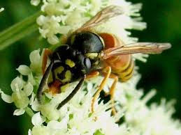 Attēlu rezultāti vaicājumam “Vespula rufa”