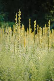 Image result for Königskerzen