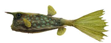 Image result for Microgadus tomcod