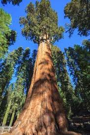 Image result for Mammutbaum