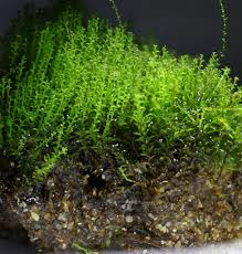 Attēlu rezultāti vaicājumam “Ceratodon purpureus”