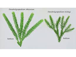 Attēlu rezultāti vaicājumam “Lycopodium dubium”
