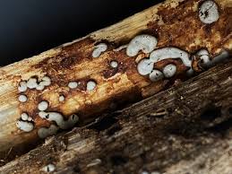 Attēlu rezultāti vaicājumam “Didymium difforme macro”