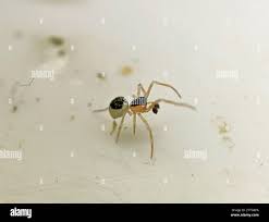 Attēlu rezultāti vaicājumam “Paidiscura pallens”