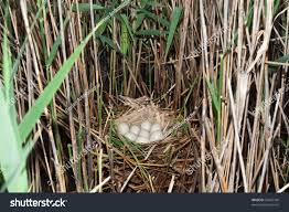 Attēlu rezultāti vaicājumam “Fulica atra eggs”