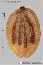 Attēlu rezultāti vaicājumam “Heracleum sosnowskyi fruit”
