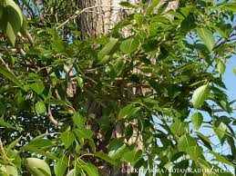 Attēlu rezultāti vaicājumam “Populus simonii leaf”