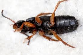 Attēlu rezultāti vaicājumam “Platydracus fulvipes”