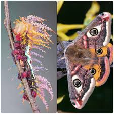 Attēlu rezultāti vaicājumam “Saturniidae”