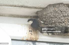 Attēlu rezultāti vaicājumam “Delichon urbicum nest”