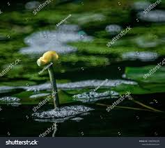 Attēlu rezultāti vaicājumam “Nuphar lutea”