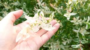 Attēlu rezultāti vaicājumam “Salix repens subsp. rosmarinifolia flower”
