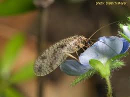 Attēlu rezultāti vaicājumam “Hemerobiidae”