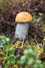 Attēlu rezultāti vaicājumam “Leccinum versipelle”