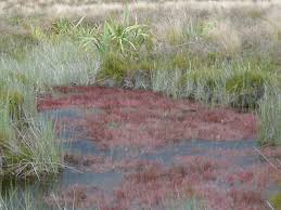Attēlu rezultāti vaicājumam “Juncus bulbosus”