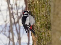 Attēlu rezultāti vaicājumam “Dendrocopos major female”