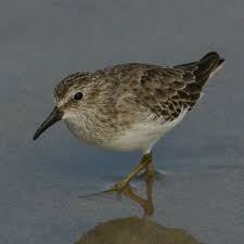 Image result for Calidris minutilla