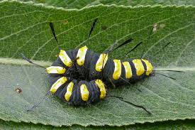 Attēlu rezultāti vaicājumam “Acronicta alni larva”