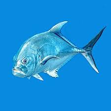 Image result for Caranx hippos