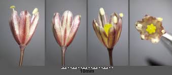 Attēlu rezultāti vaicājumam “Allium oleraceum flower”