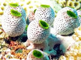 Attēlu rezultāti vaicājumam “Colloderma robustum”