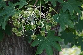 Attēlu rezultāti vaicājumam “Kalopanax septemlobus fruit”