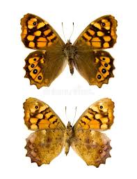 Attēlu rezultāti vaicājumam “Pararge aegeria”