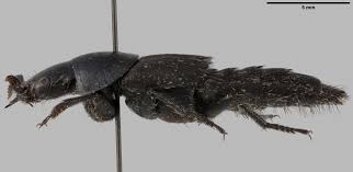 Attēlu rezultāti vaicājumam “Quedius dilatatus”