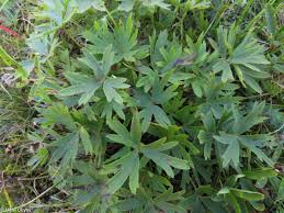 Attēlu rezultāti vaicājumam “Pulsatilla patens”