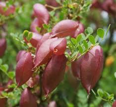 Image result for Colutea arborescens