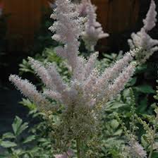 Attēlu rezultāti vaicājumam “Astilbe chinensis bud”