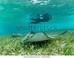 Image result for Hypanus americanus