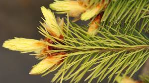 Attēlu rezultāti vaicājumam “Pseudotsuga menziesii flower”