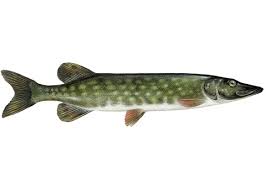 Attēlu rezultāti vaicājumam “Esox lucius”