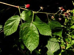 Attēlu rezultāti vaicājumam “Rubus nessensis”
