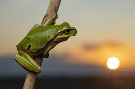 Attēlu rezultāti vaicājumam “Hyla arborea adult”