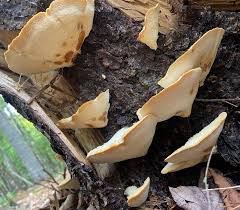 Attēlu rezultāti vaicājumam “Climacocystis borealis”